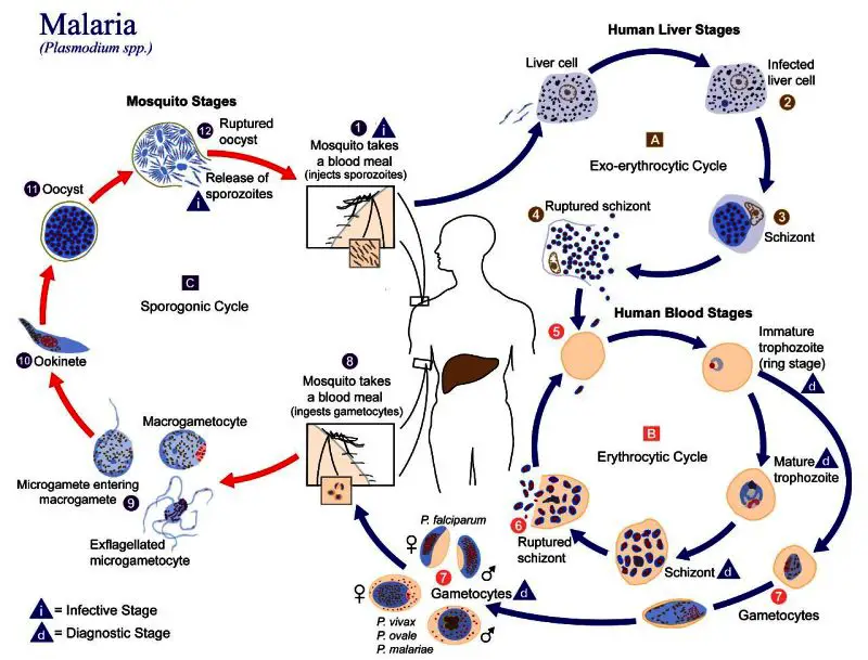 The lifecycle of Malaria